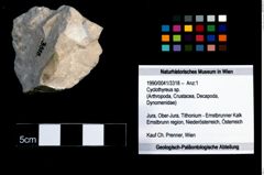 Foto (Objekt + Etikett) von Cyclothyreus sp.  (NHMW-GEO-1990-0041-3318)